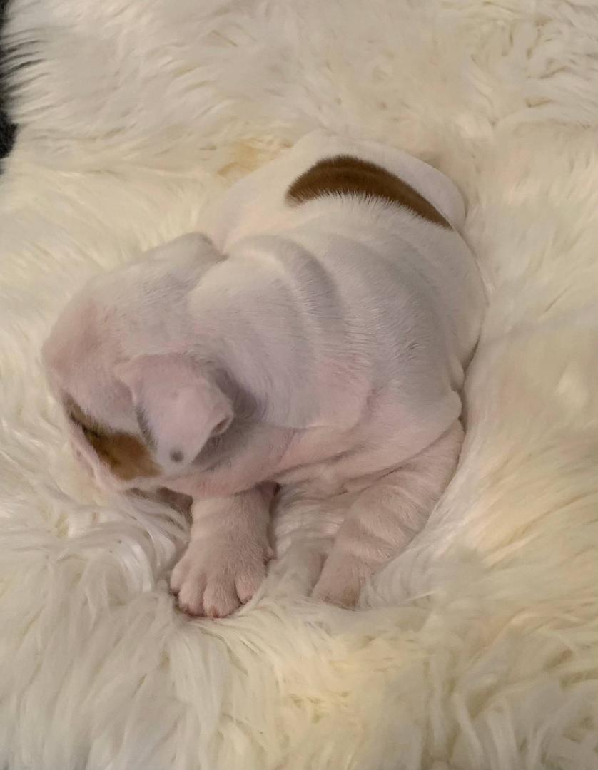 Pet image – gallery view